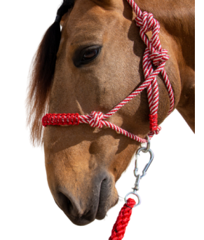 Cabezada de cuerda H3 |Adornos hilo | Varios colores