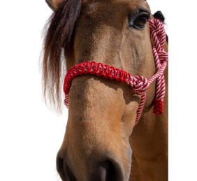 Cabezada de cuerda H3 |Adornos hilo | Varios colores