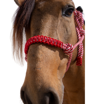 Cabezada de cuerda H3 |Adornos hilo | Varios colores