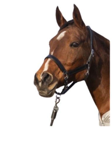 Cabezada de cuero Economic HKM Cabezada de cuero Economic HKM