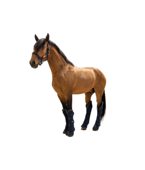 Protector de transporte 600D 'Los Nietos Dressage'