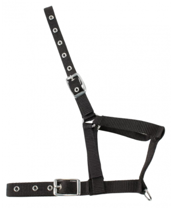 Cabezada nylon Kamell para potros | Varios colores