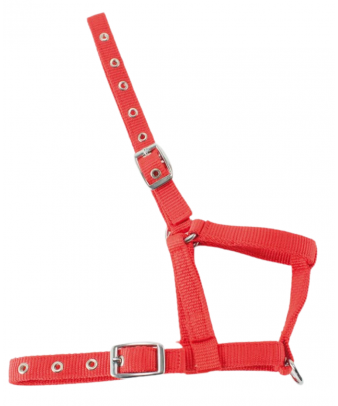 Cabezada nylon Kamell para potros | Varios colores