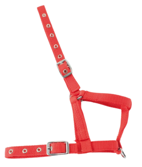 Cabezada nylon Kamell para potros | Varios colores