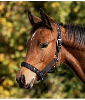 Cabezada para potro Confort | Varios colores