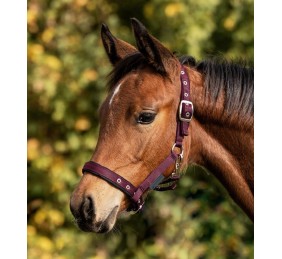 Cabezada para potro Confort | Varios colores