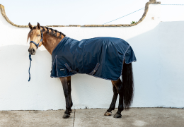 Cómo elegir la manta adecuada para tu caballo: Guía completa 2025